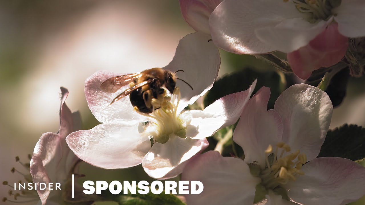 how-organizations-experts-and-farmers-are-protecting-native-bees